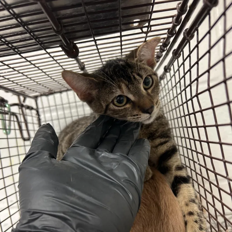 An adult medium-sized female Brown / Chocolate Domestic Short Hair cat named Genoise Cake for adoption in Edinburg, TX