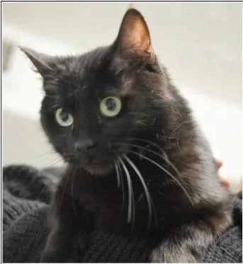 A senior medium-sized female Black Domestic Short Hair cat named Binx for adoption in Greenfield, IN