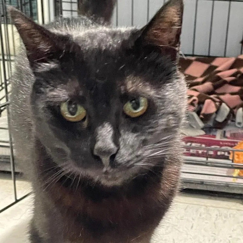 A young medium-sized female Black Domestic Short Hair cat named Squeaky for adoption in Spencer, IN