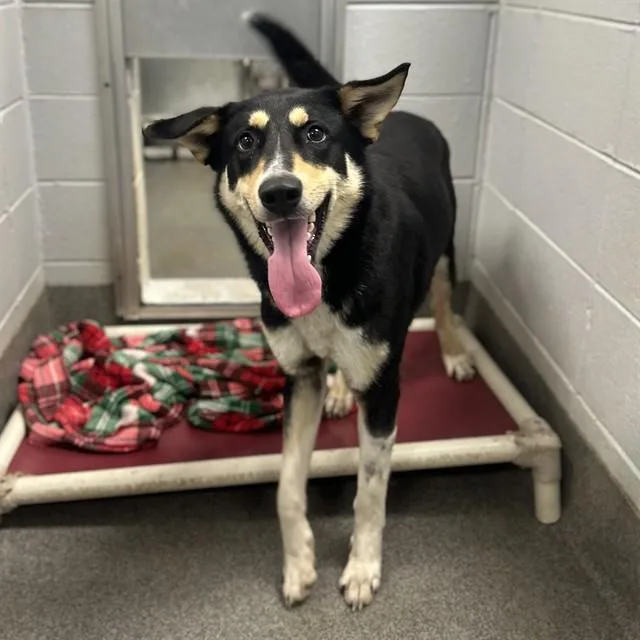 A young medium-sized male German Shepherd Dog dog named Murphy for adoption in Huntsville, AL