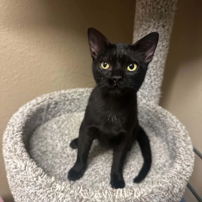 A young medium-sized female Domestic Short Hair cat named Pooh for adoption in Truth or Consequences , NM