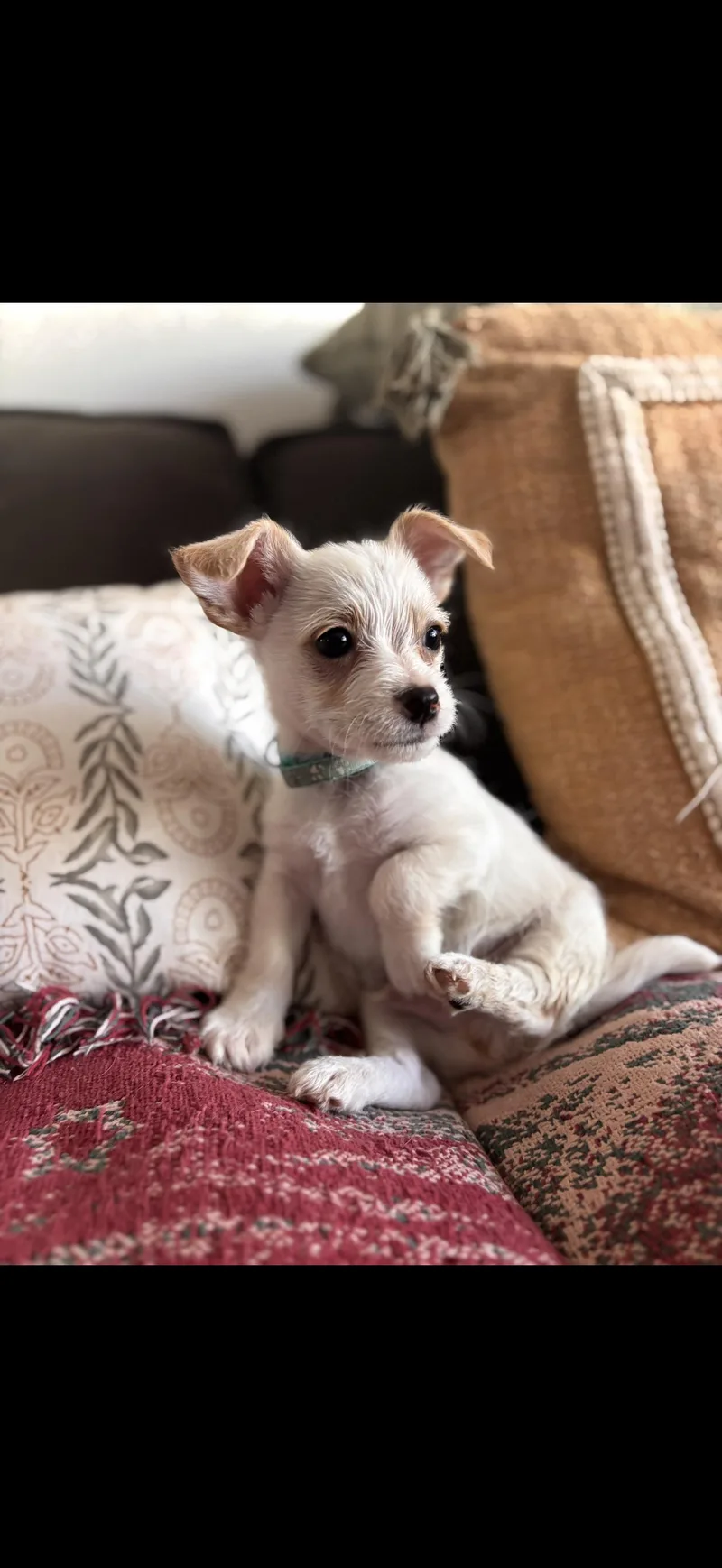 Toby  The Little thumbnail 2