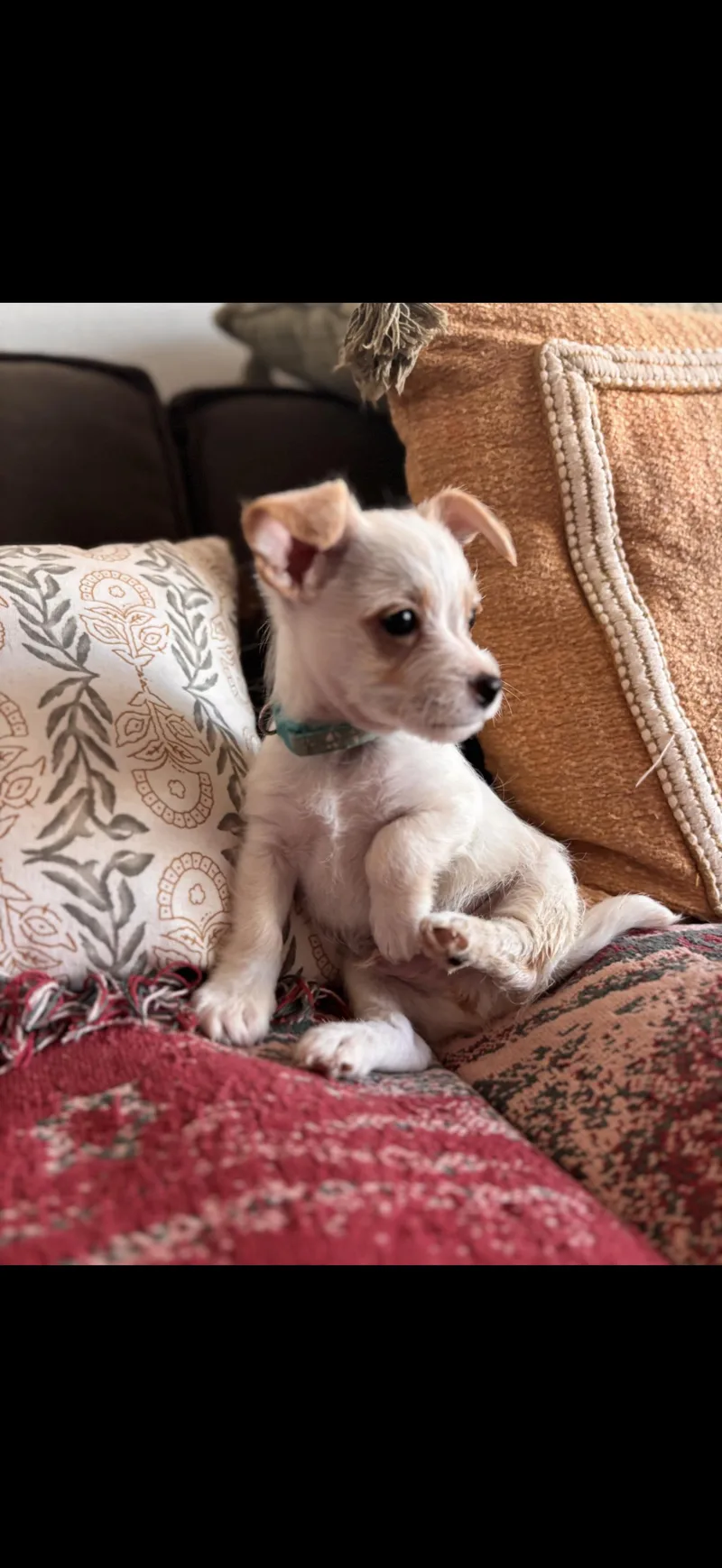 Toby  The Little thumbnail 3