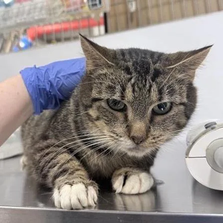 An adult extra large-sized female Brown / Chocolate Domestic Short Hair cat named Estelle for adoption in New York, NY