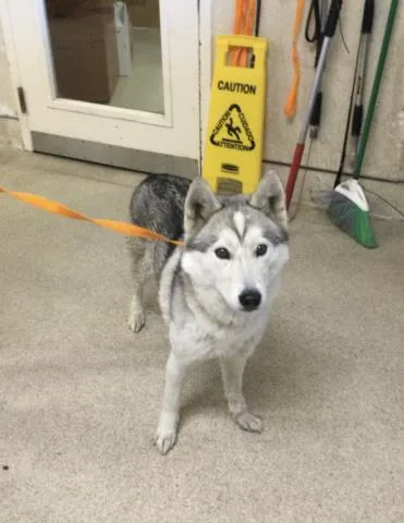 A young medium-sized female Siberian Husky dog named Alaska for adoption in Riverside, CA