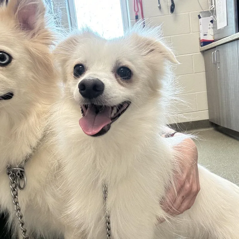 An adult small-sized male White / Cream American Eskimo Dog dog named Teddy Bear for adoption in Council Bluffs, IA