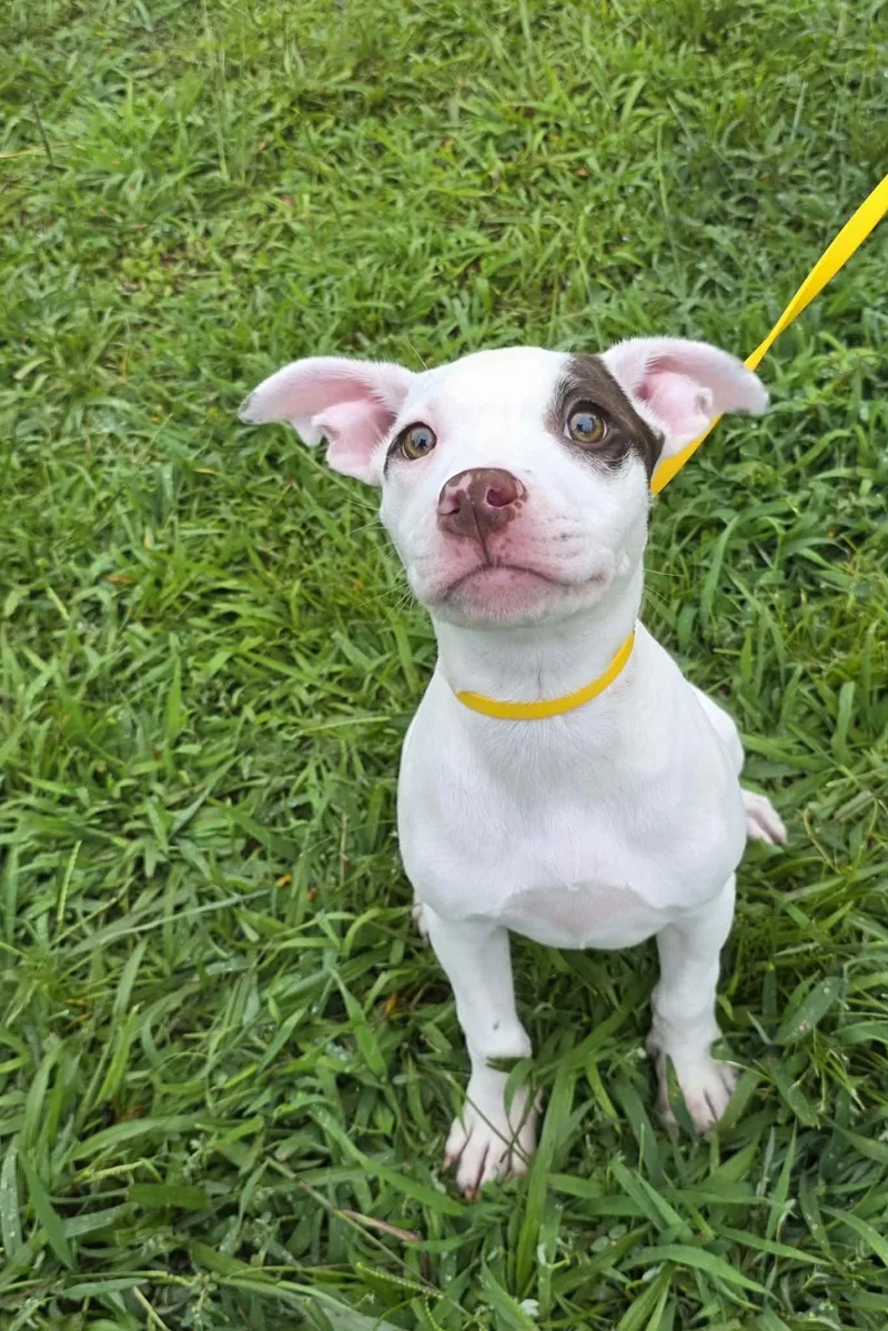 A baby medium-sized female White / Cream Hound dog named Princess Daisy Hope for adoption in Andover, MA