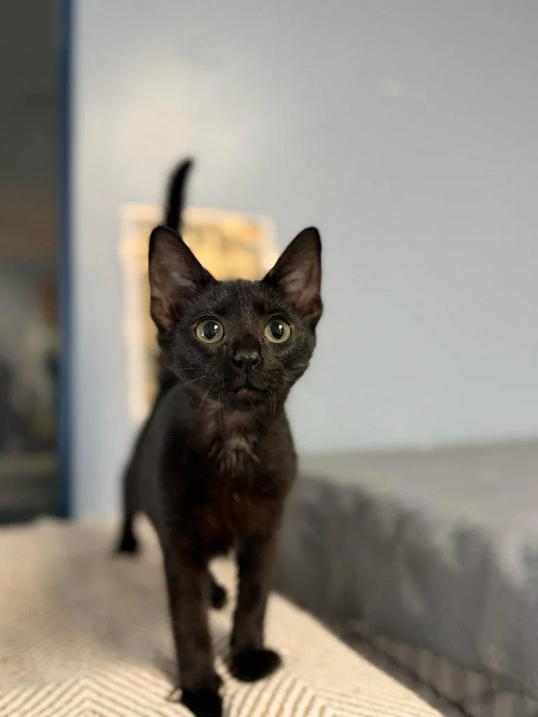 A baby small-sized female Black Domestic Short Hair cat named Plum for adoption in Lovingston, VA