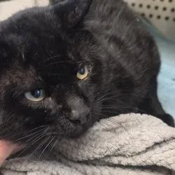 An adult large-sized male Black Domestic Short Hair cat named Mischief for adoption in Norman, OK