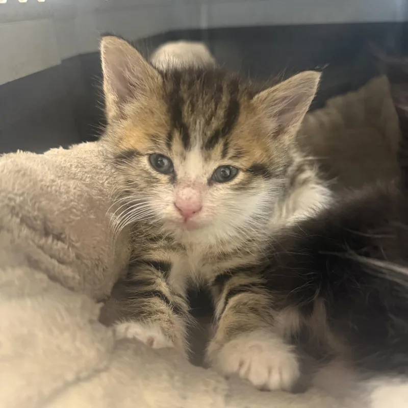 A baby small-sized male Brown / Chocolate Domestic Short Hair cat named Dipperc for adoption in East Saint Louis, IL