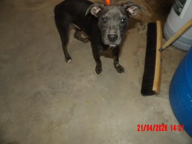 An adult medium-sized male Gray / Blue / Silver Mixed Breed dog named Stevie for adoption in Hobbs, NM