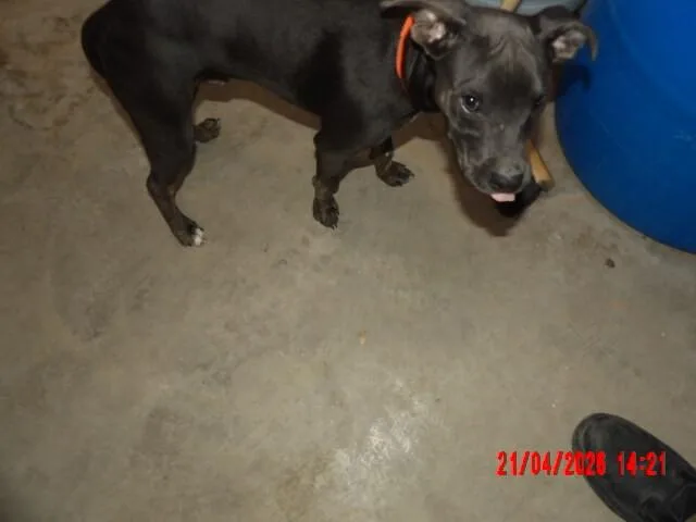 Stevie thumbnail 3