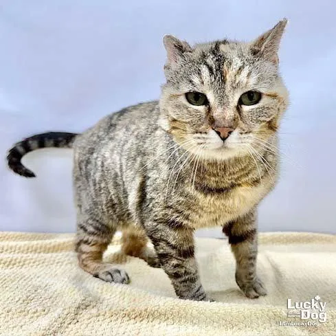 Sylvie