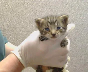 A baby small-sized male Domestic Medium Hair cat named Levi for adoption in Sacramento, CA