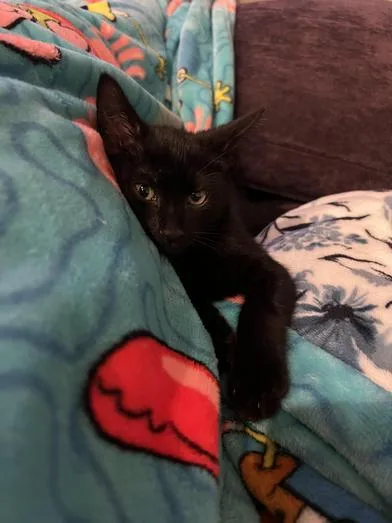 A baby small-sized male Black Domestic Short Hair cat named Ryuk for adoption in Liverpool, TX