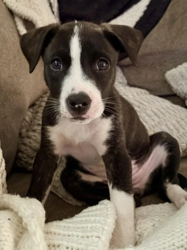 A baby large-sized female Tricolor (Brown, Black, & White) Labrador Retriever dog named Olive for adoption in Greenlawn, NY
