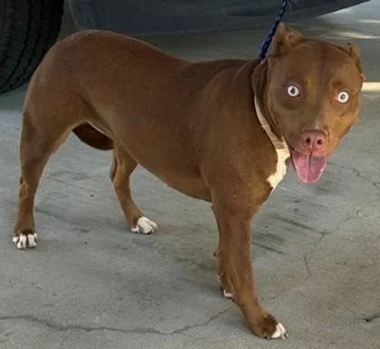 An adult medium-sized female Pit Bull Terrier dog named Molly for adoption in Savannah, GA