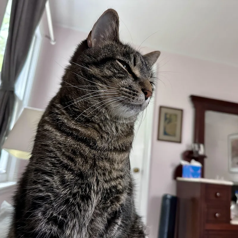An adult large-sized male Tabby cat named McGee for adoption in Medford, MA