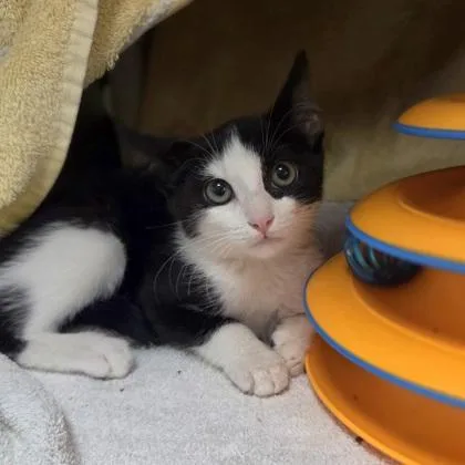A baby small-sized female Domestic Short Hair cat named Euchre for adoption in Westland, MI