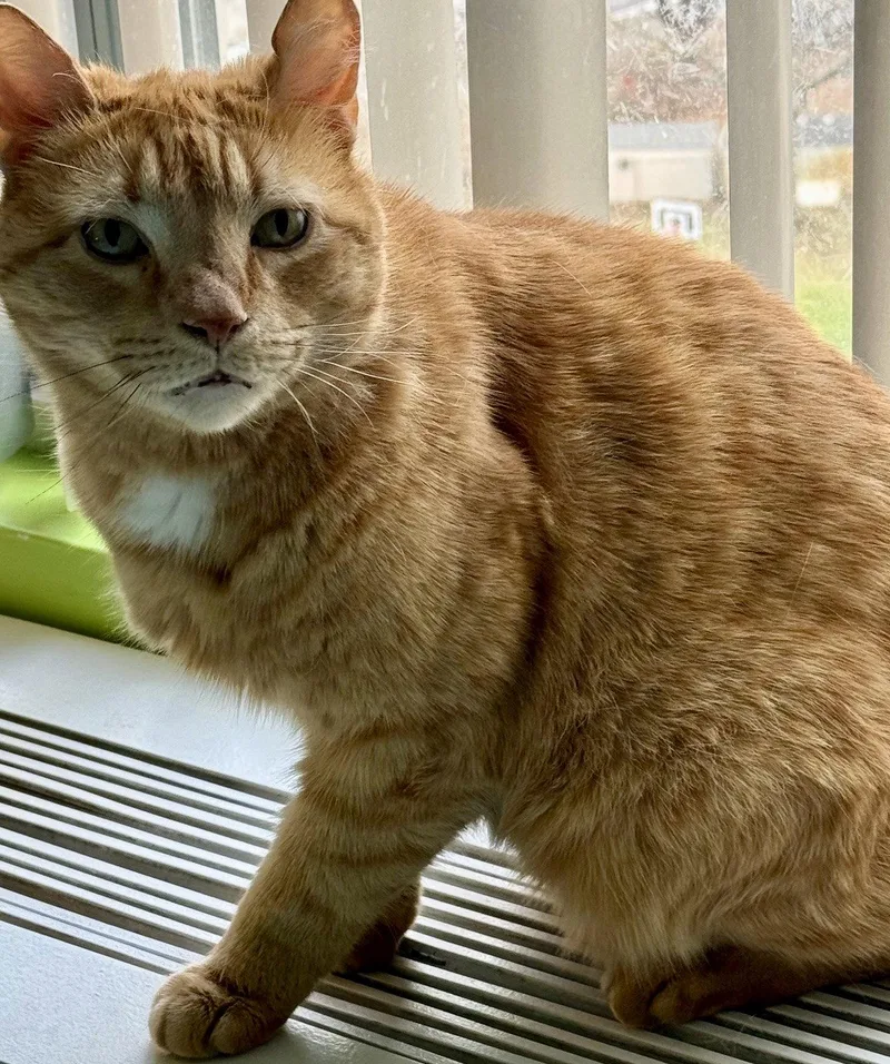A young medium-sized male Orange / Red Domestic Short Hair cat named Joey for adoption in Flushing, NY
