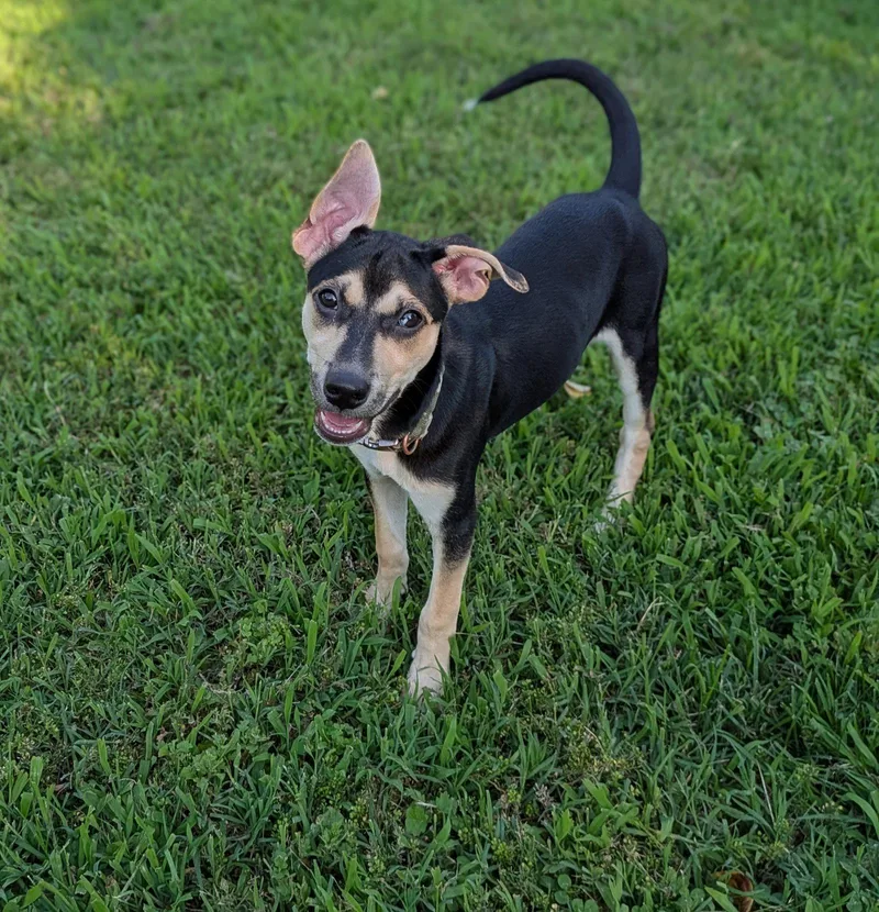 A baby medium-sized female Mixed Breed dog named V for adoption in Cliffwood, NJ
