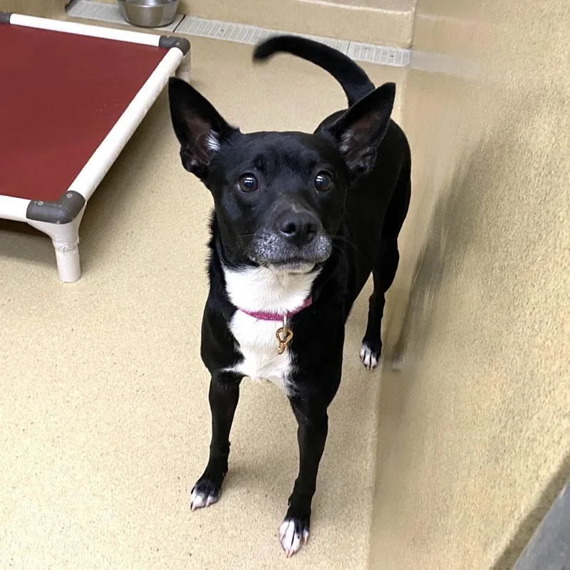 An adult medium-sized female Black Terrier dog named Eva for adoption in Monroe, GA