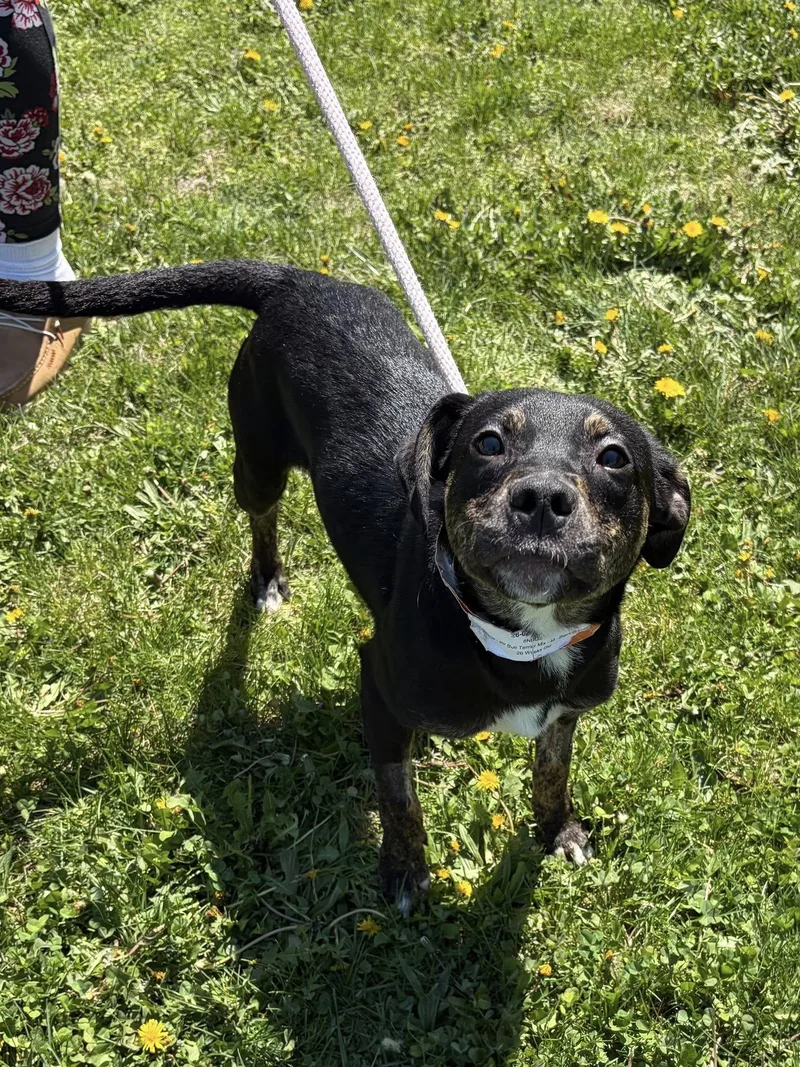 A young large-sized male Bicolor German Shepherd Dog dog named Murphy for adoption in Winchester, VA