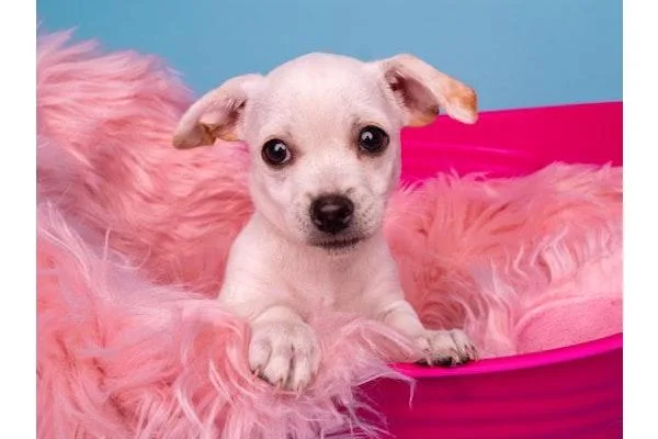 A baby small-sized female Norfolk Terrier dog named Crawfish for adoption in Palo Alto, CA