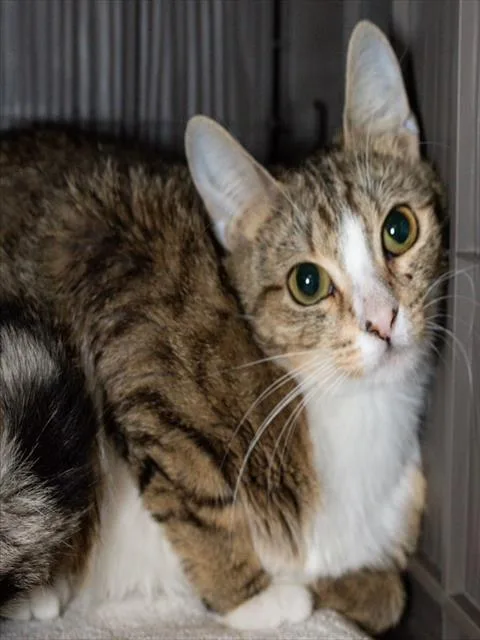 A young medium-sized female Domestic Short Hair cat named Salmon for adoption in Boston, MA