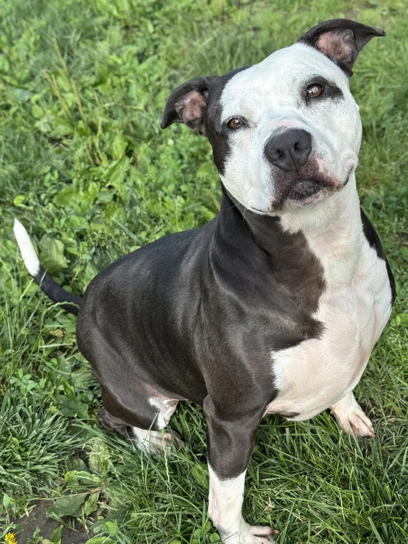 An adult large-sized female Black Pit Bull Terrier dog named Blueberry for adoption in Anderson, IN