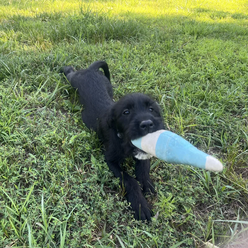 A baby medium-sized female Black Labrador Retriever dog named Tippy for adoption in Richmond, VA