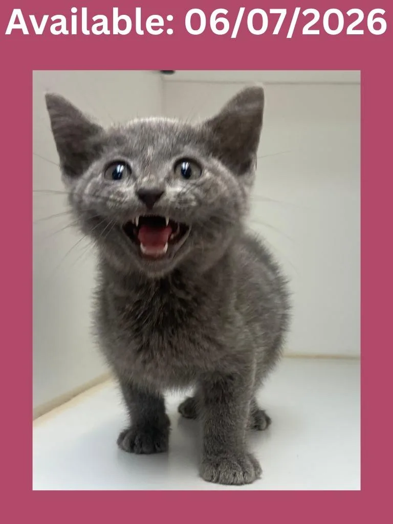 A baby medium-sized female Domestic Short Hair cat named Cat Condo for adoption in Greenville, TX