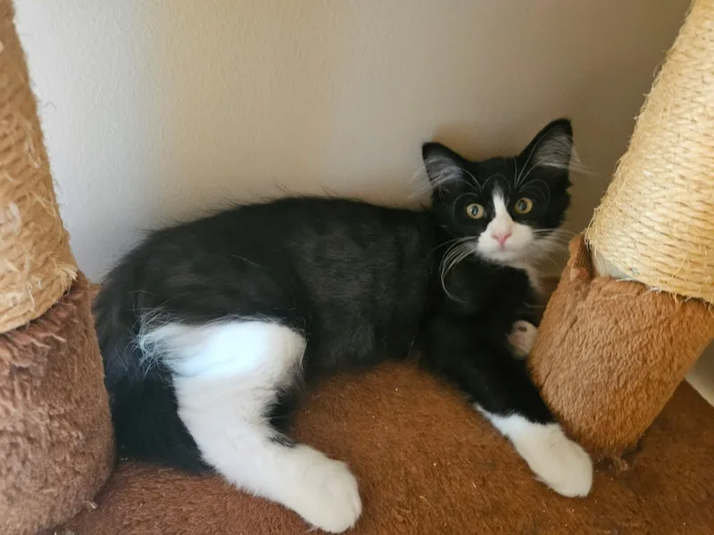 A baby medium-sized male Black & White / Tuxedo Domestic Medium Hair cat named Sylvester for adoption in Plattsmouth, NE
