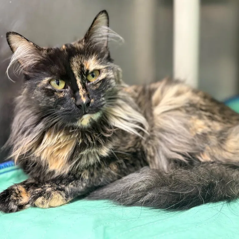 An adult medium-sized female Tortoiseshell Domestic Long Hair cat named Maple for adoption in Newark, NJ