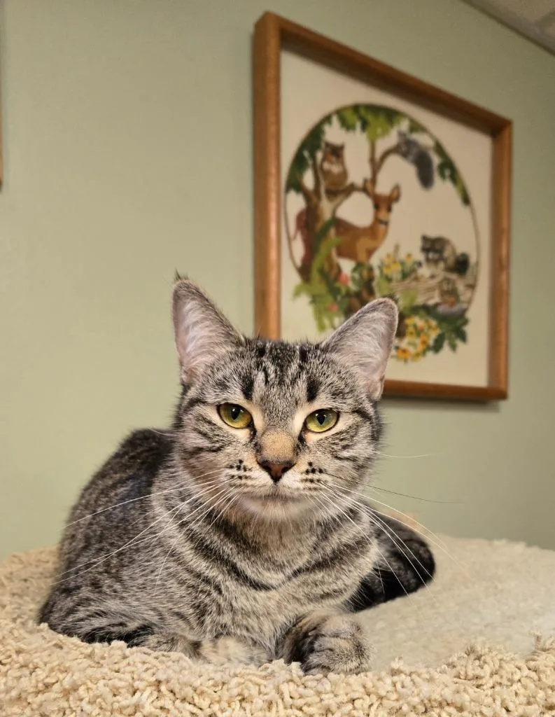 A young medium-sized female Domestic Short Hair cat named Cuddles for adoption in Minneapolis, MN