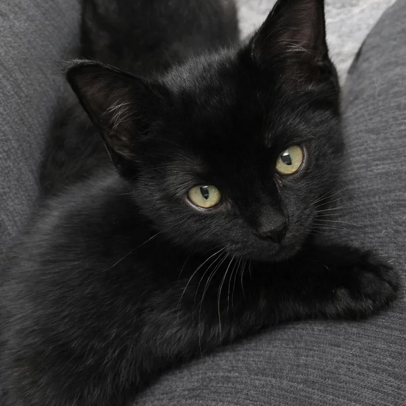 A baby small-sized male Black Domestic Short Hair cat named Sprite for adoption in Blairsville, GA