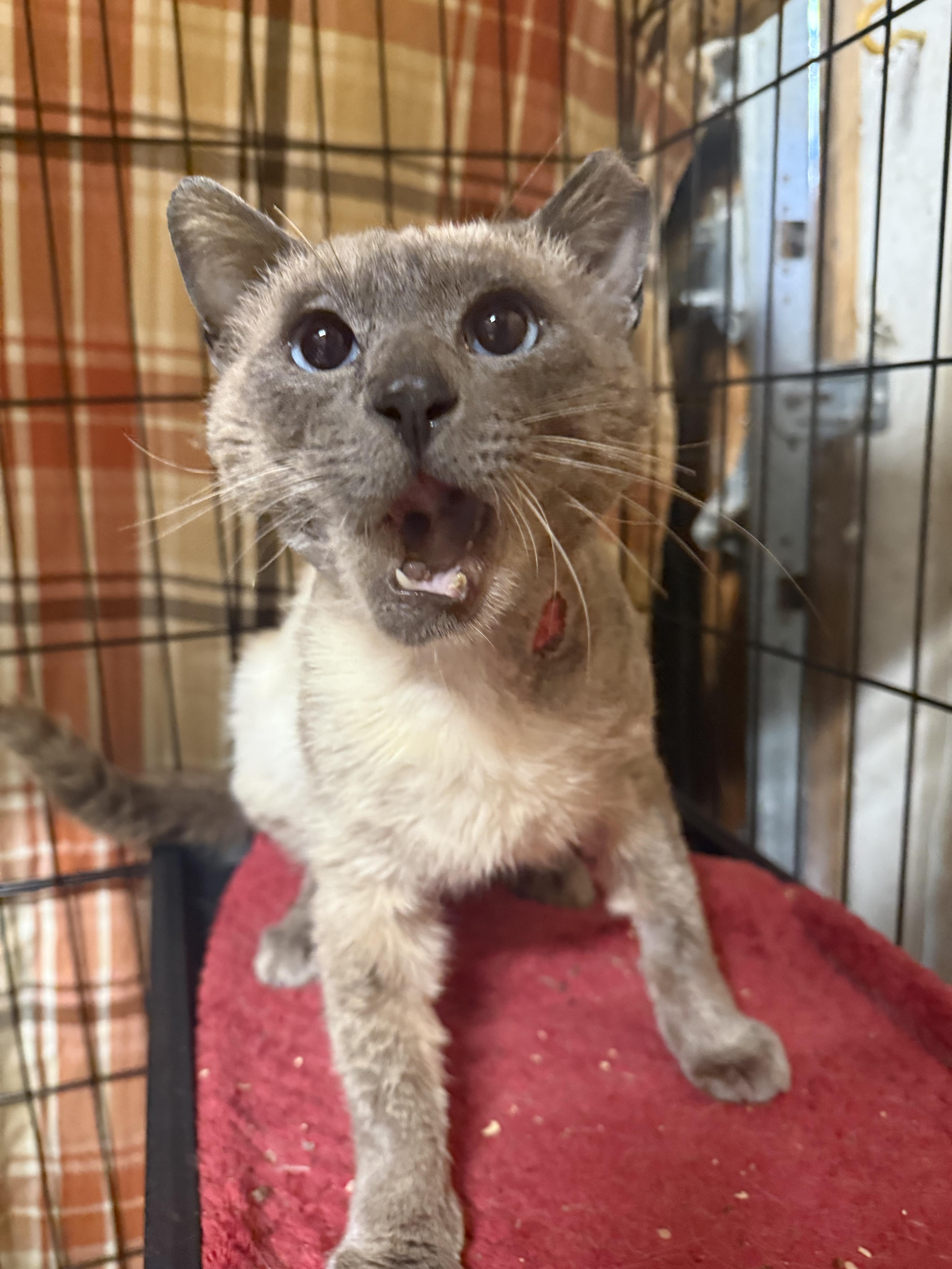An adult medium-sized male Seal Point Siamese cat named Ronaldo for adoption in Hollister, CA