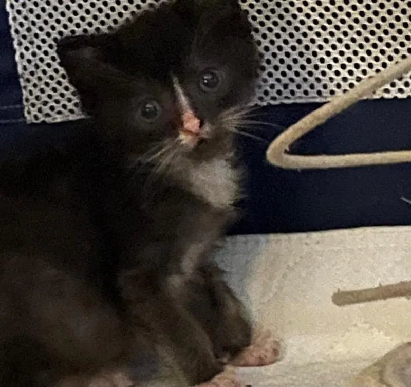 A baby small-sized male Domestic Short Hair cat named Howie for adoption in Newaygo, MI