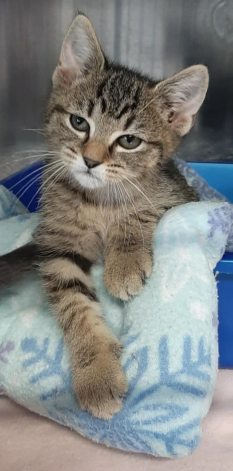 A baby medium-sized female Tabby (Brown / Chocolate) Domestic Short Hair cat named HeiHei for adoption in Georgetown, OH