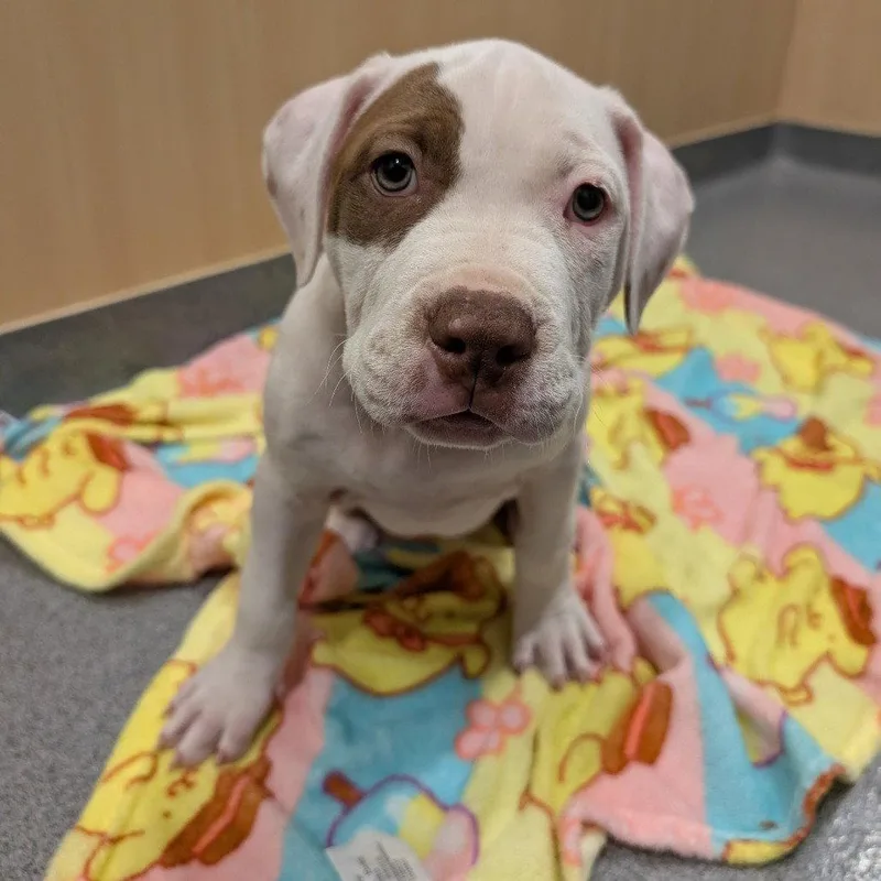 An adult medium-sized male Pit Bull Terrier dog named Little Gerald for adoption in New Castle, DE