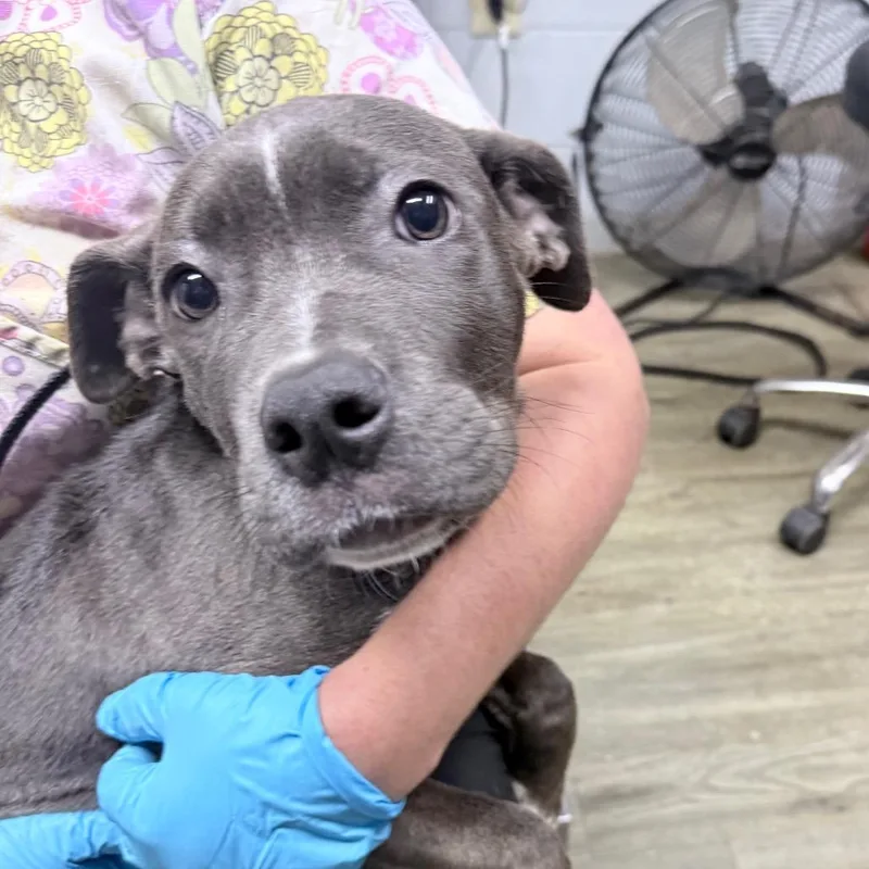 A baby small-sized female Mixed Breed dog named Junebug for adoption in Summerville, SC