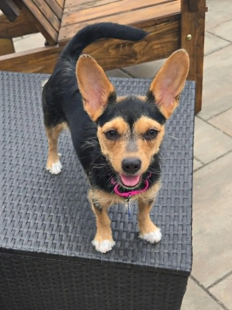 A young small-sized female Terrier dog named Coco for adoption in De Pere, WI