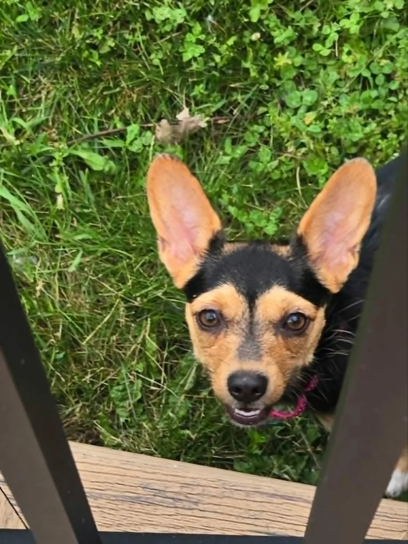 Coco thumbnail 4