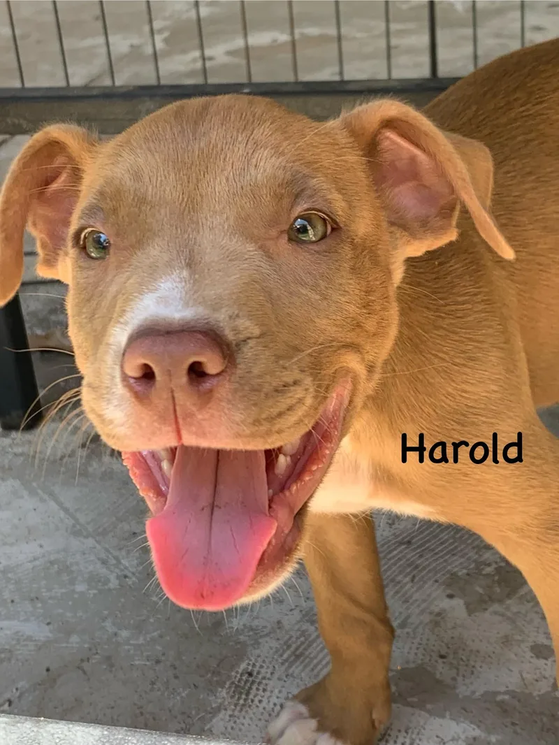 A baby medium-sized male Mixed Breed dog named Harold for adoption in Comanche, TX