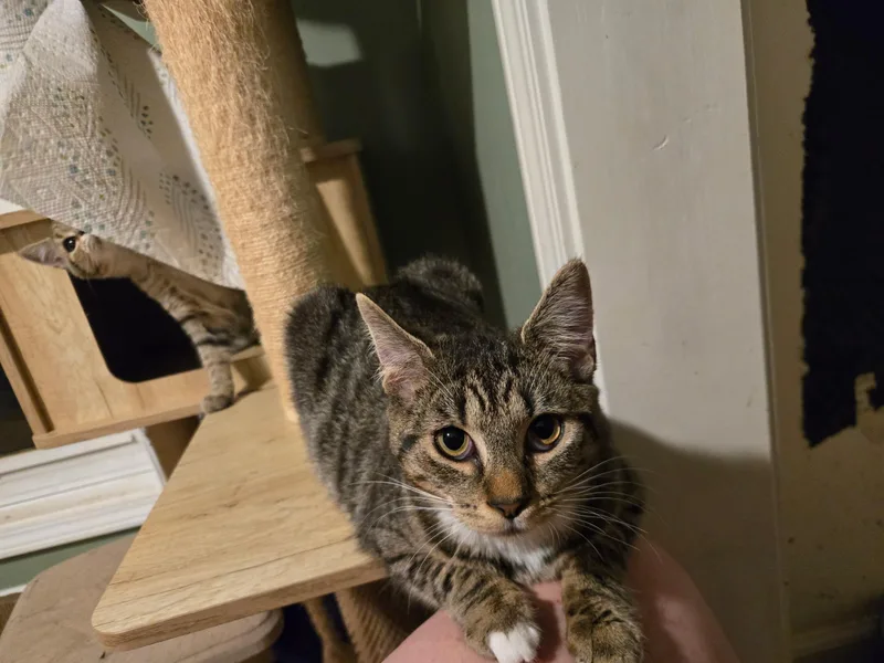 A young large-sized female Domestic Short Hair cat named Astor for adoption in Lexington, SC