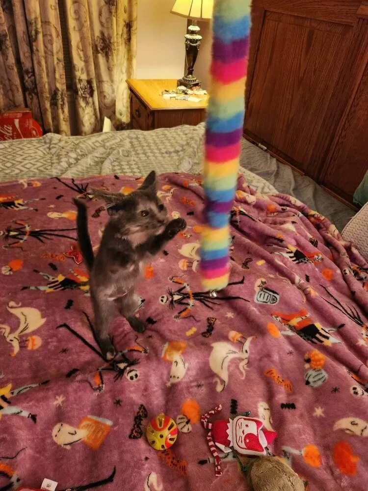 A baby small-sized female Domestic Short Hair cat named Rosie for adoption in Chicago, IL