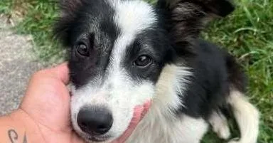 A baby small-sized female Tricolor (Brown, Black, & White) Border Collie dog named Amidala for adoption in Troy, VA