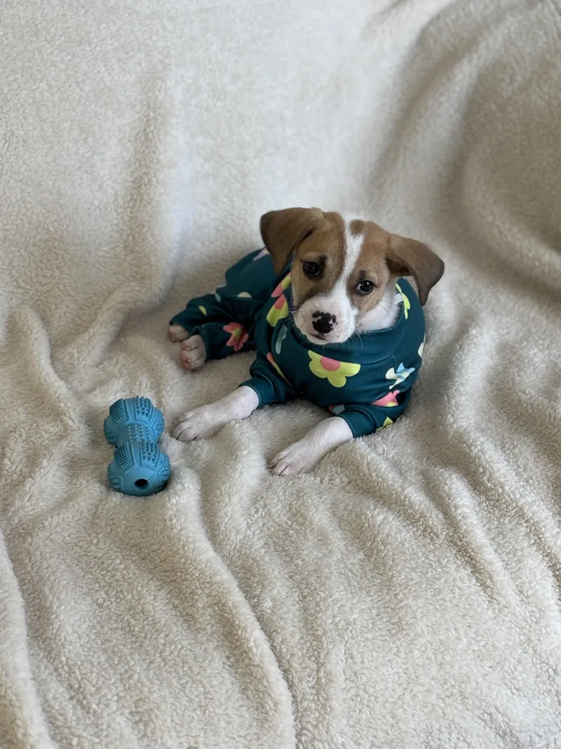 A baby small-sized female White / Cream Terrier dog named Magnolia for adoption in Plainfield, IL