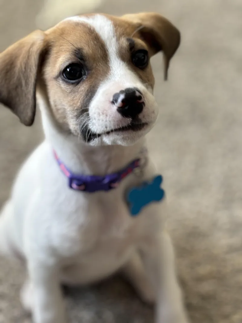 Magnolia thumbnail 2