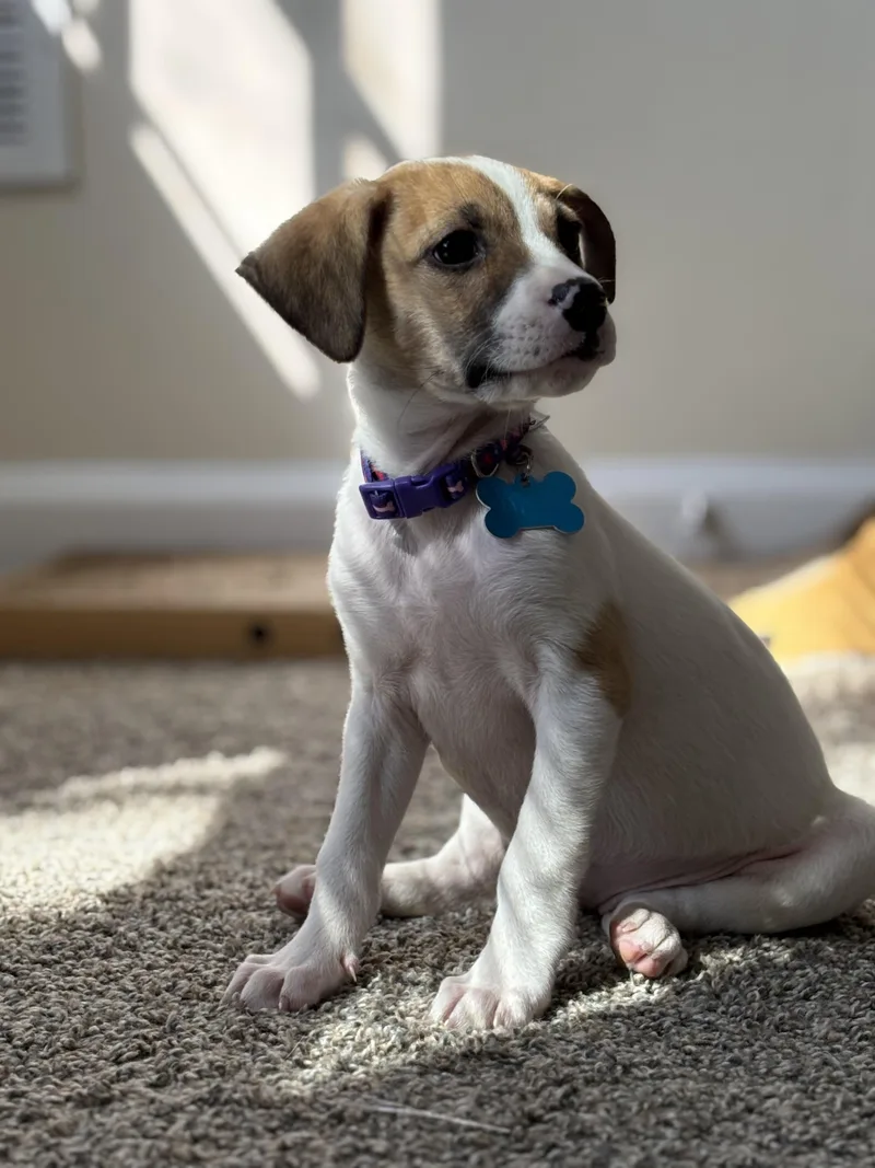 Magnolia thumbnail 3